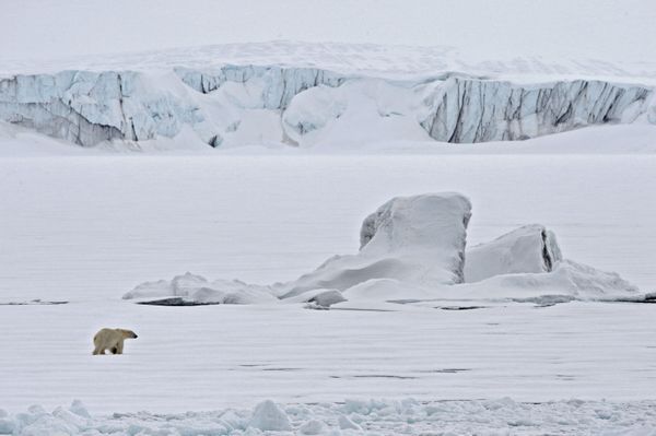 Majestic Beasts of Arctic Wilderness: World Celebrates International Polar Bear Day - Sputnik International