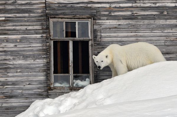 Majestic Beasts of Arctic Wilderness: World Celebrates International Polar Bear Day - Sputnik International