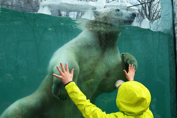 Majestic Beasts of Arctic Wilderness: World Celebrates International Polar Bear Day - Sputnik International