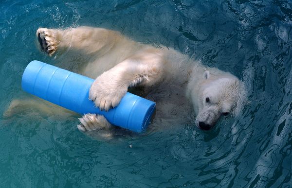 Majestic Beasts of Arctic Wilderness: World Celebrates International Polar Bear Day - Sputnik International