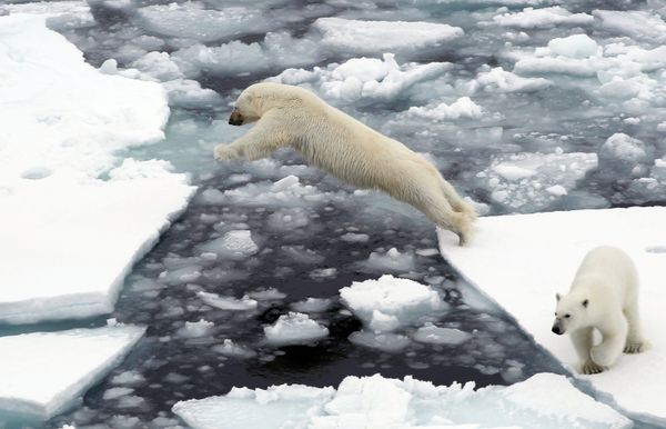 Majestic Beasts of Arctic Wilderness: World Celebrates International Polar Bear Day - Sputnik International