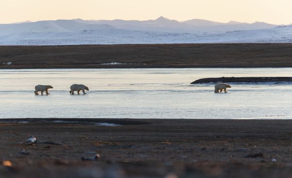Majestic Beasts of Arctic Wilderness: World Celebrates International Polar Bear Day - Sputnik International