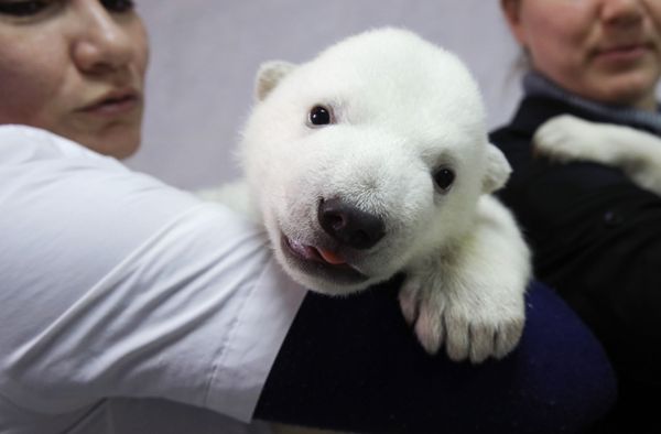 Majestic Beasts of Arctic Wilderness: World Celebrates International Polar Bear Day - Sputnik International