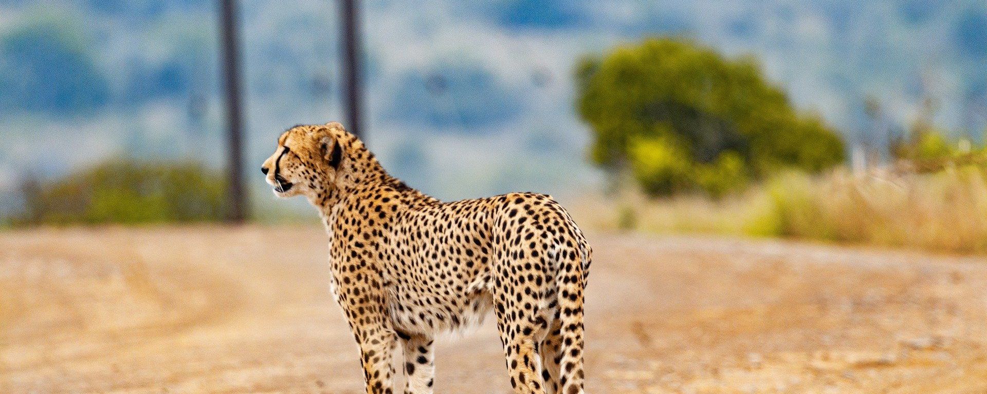 African Cheetah - Sputnik International, 1920, 16.09.2022