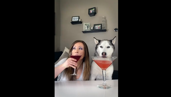Husky drinking - Sputnik International