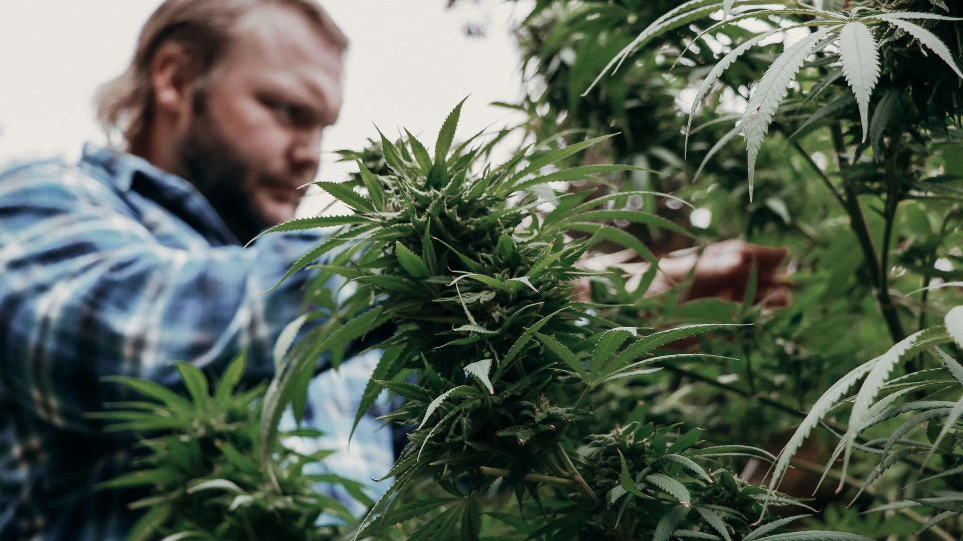 Marijuana farming Marijuana farming - Sputnik International, 1920, 28.02.2021