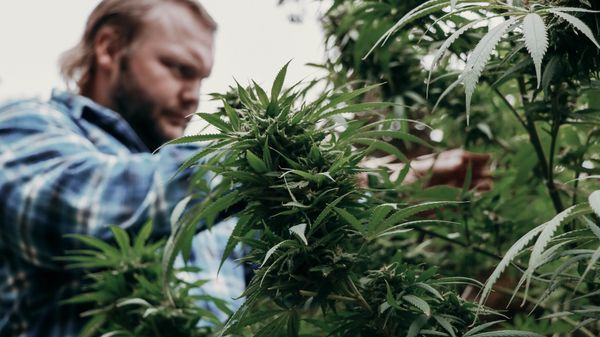 Marijuana farming - Sputnik International