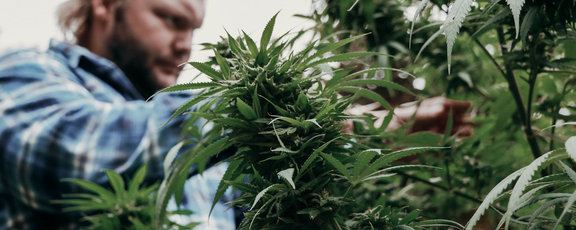 Marijuana farming - Sputnik International, 1920, 28.02.2021