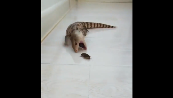 Blue-Tongued lizard - Sputnik International