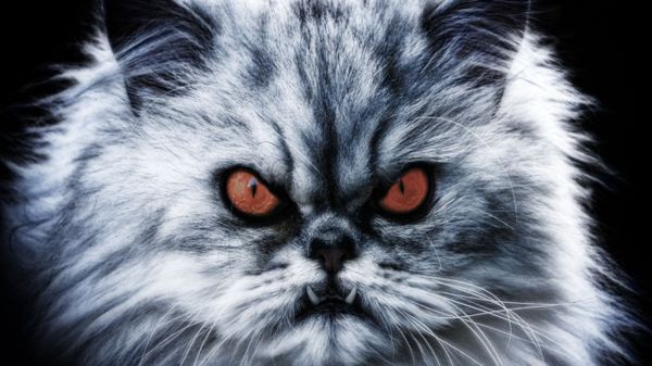 Diabolical grey Cat  - Sputnik International
