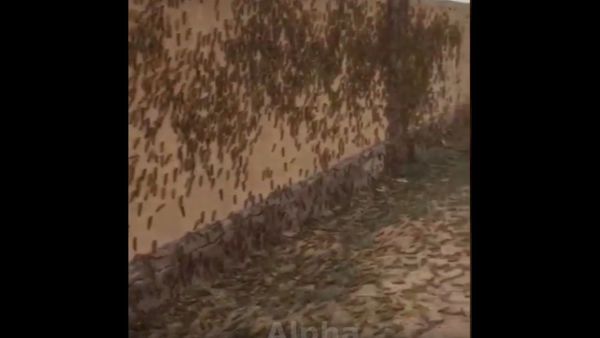 Locust outbreak in Saudi Arabia - February 2021 - Sputnik International