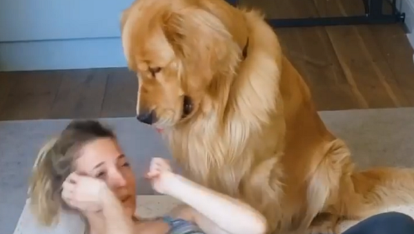 Golden Retriever - Sputnik International