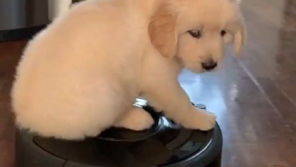 Retriever puppies - Sputnik International
