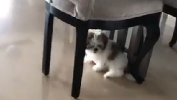 dog and vacuum cleaner - Sputnik International