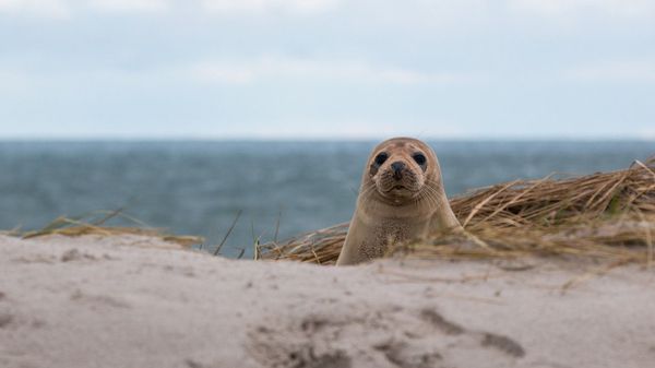 A seal - Sputnik International