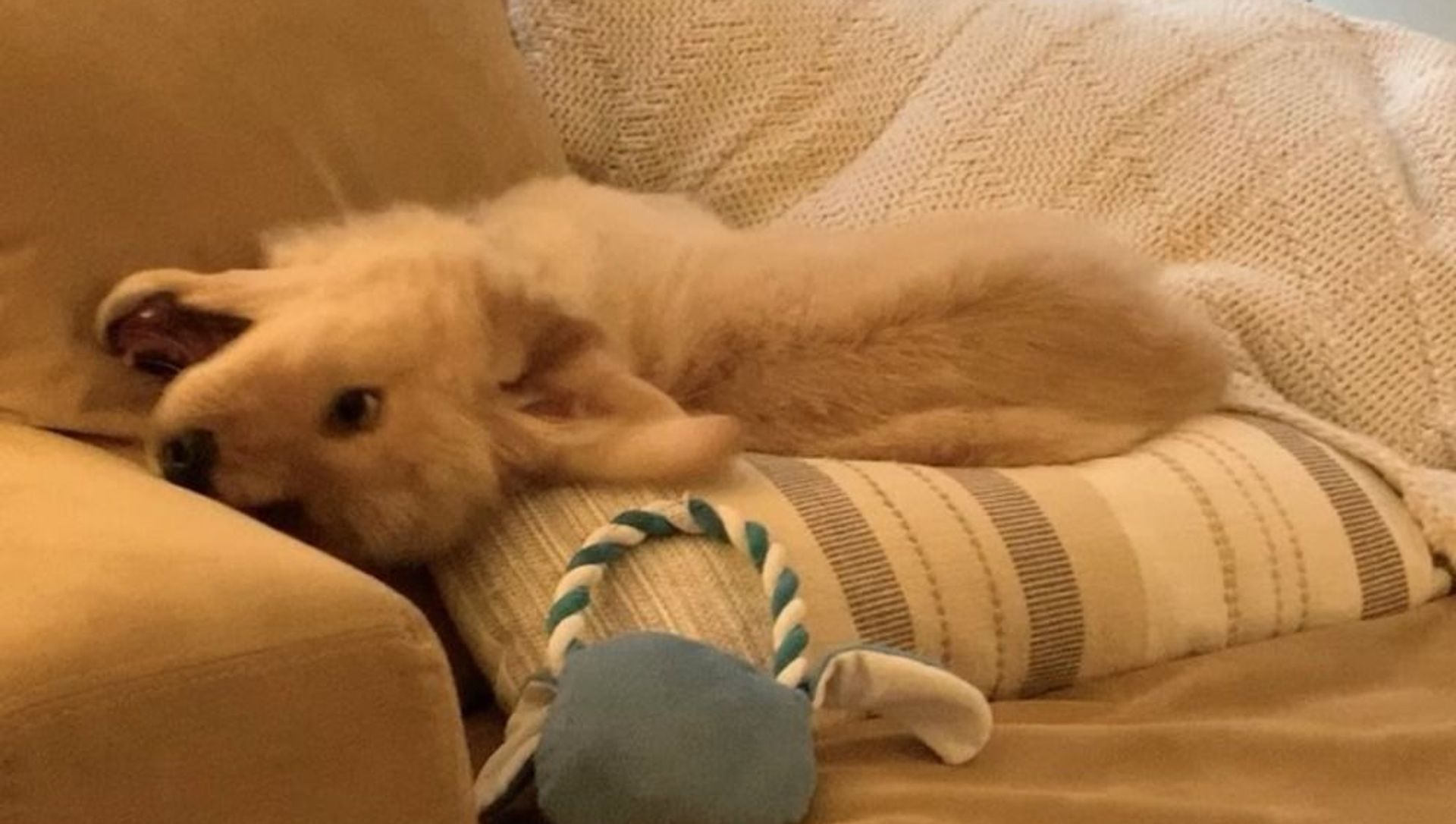 Falling Into Weekend: Golden Retriever Puppy Tests Couch Pillows Falling Into Weekend: Golden Retriever Puppy Tests Couch Pillows - Sputnik International, 1920, 07.03.2021
