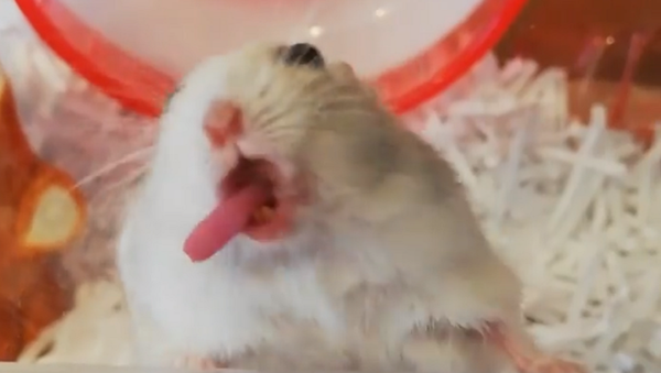 Hamster - Sputnik International