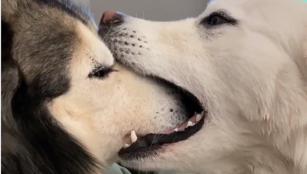 Husky - Sputnik International