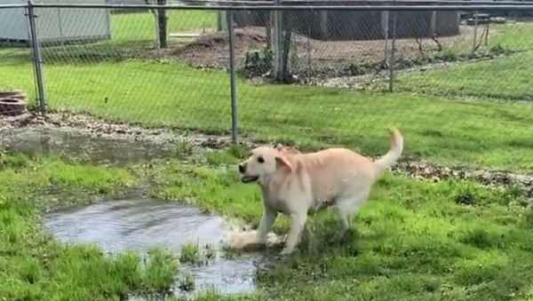 Labrador - Sputnik International