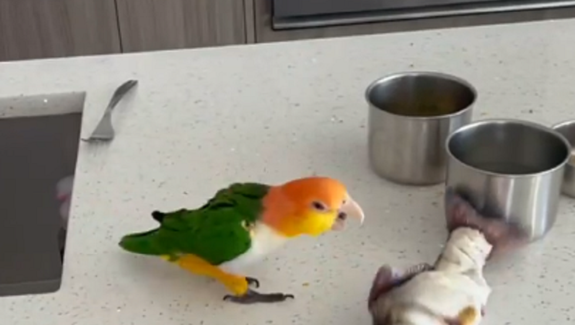 Parrot Parrot - Sputnik International, 1920, 08.03.2021