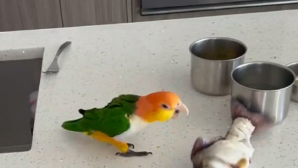 Parrot - Sputnik International