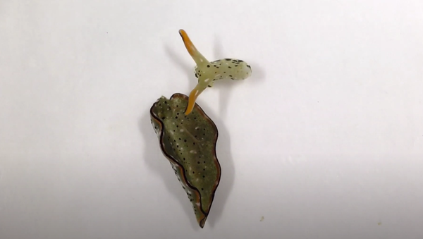 Sea slug after autotomy - Sputnik International
