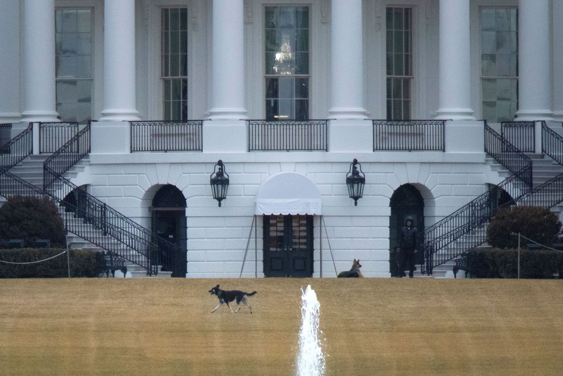 Bad Boy! Biden Dogs Reportedly Removed From White House After 'Biting Incident' Bad Boy! Biden Dogs Reportedly Removed From White House After 'Biting Incident' - Sputnik International, 1920, 09.03.2021