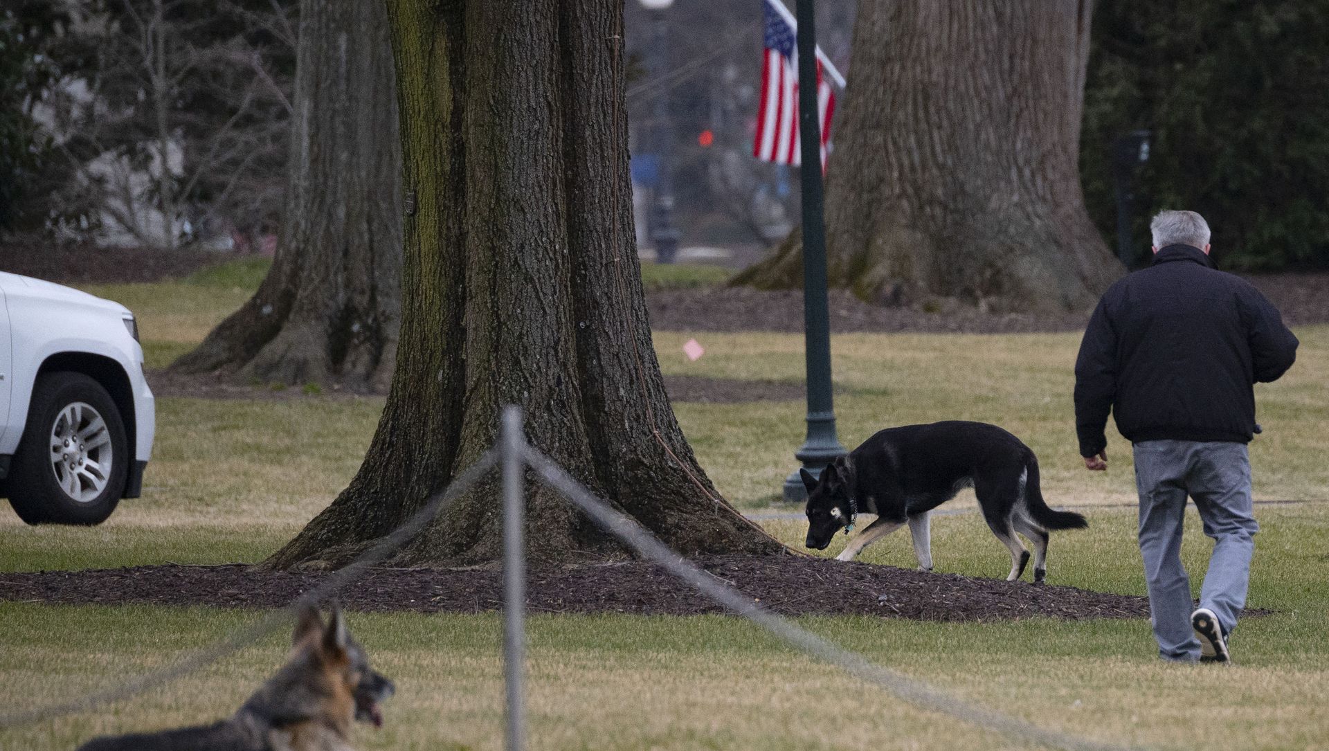 First dogs Champ and Major Biden are seen on the South Lawn of the White House in Washington, DC, on January 25, 2021. - Joe Biden's dogs Champ and Major have moved into the White House, reviving a long-standing tradition of presidential pets that was broken under Donald Trump. The pooches can be seen trotting on the White House grounds in pictures retweeted by First Lady Jill Biden's spokesman Michael LaRosa, with the pointed obelisk of the Washington Monument in the background.Champ is enjoying his new dog bed by the fireplace, and Major loved running around on the South Lawn, LaRosa told CNN in a statement on January 25, 2021. First dogs Champ and Major Biden are seen on the South Lawn of the White House in Washington, DC, on January 25, 2021. - Joe Biden's dogs Champ and Major have moved into the White House, reviving a long-standing tradition of presidential pets that was broken under Donald Trump. The pooches can be seen trotting on the White House grounds in pictures retweeted by First Lady Jill Biden's spokesman Michael LaRosa, with the pointed obelisk of the Washington Monument in the background.Champ is enjoying his new dog bed by the fireplace, and Major loved running around on the South Lawn, LaRosa told CNN in a statement on January 25, 2021. - Sputnik International, 1920, 09.03.2021