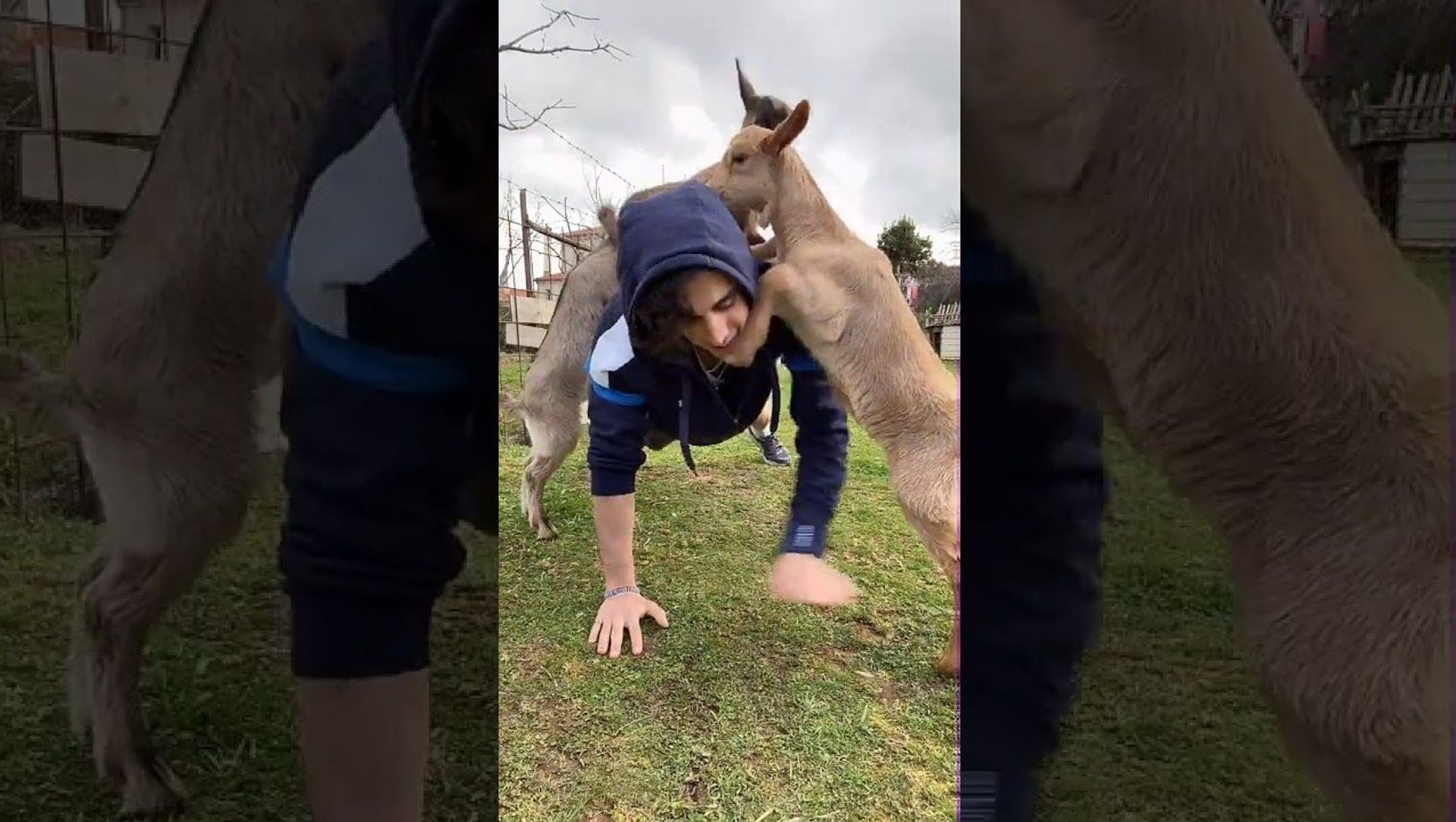 Baby Goats Help Out with Workout Routine || ViralHog Baby Goats Help Out with Workout Routine || ViralHog - Sputnik International, 1920, 10.03.2021