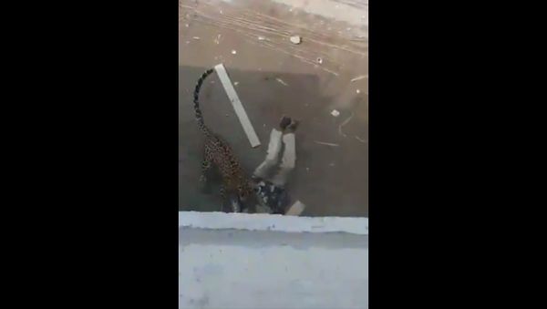 Leopard attacks  - Sputnik International