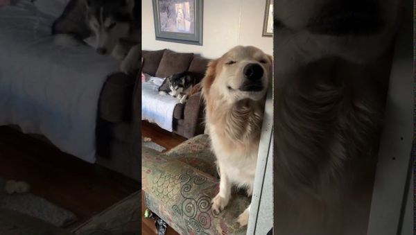 Smiling Doggy is Proud of Homemade Mess || ViralHog - Sputnik International