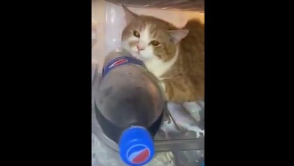 Stubborn Kitty Wants to Stay Cool || ViralHog - Sputnik International