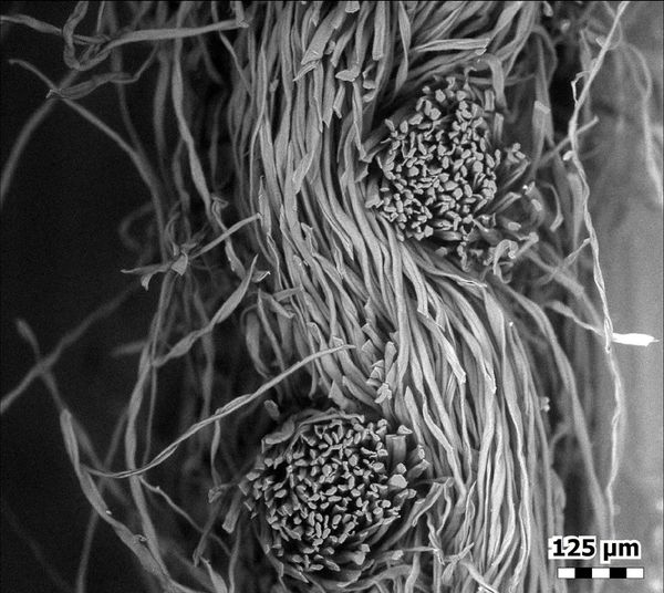 A cross-section of a cotton flannel face mask and its over/under weave photographed using a scanning electron microscope. - Sputnik International