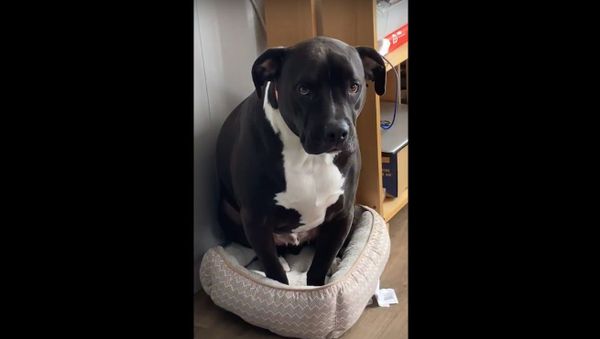  Cat Shows Who's Boss of the Beds || ViralHog - Sputnik International