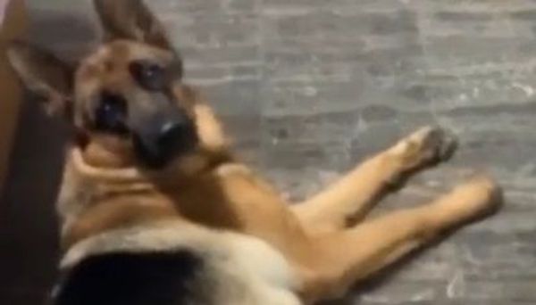 dog - Sputnik International