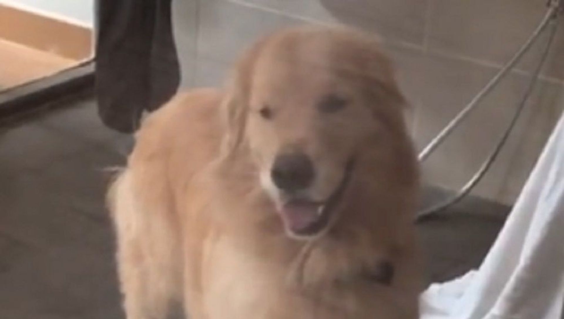 retriever retriever - Sputnik International, 1920, 14.03.2021