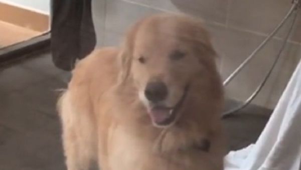 retriever - Sputnik International