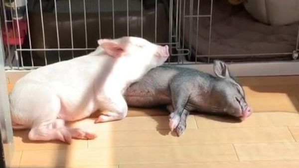 Micropigs - Sputnik International