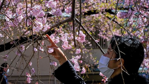 Sea of Pink and White: Japan Admires Early Cherry Blossoms. - Sputnik International