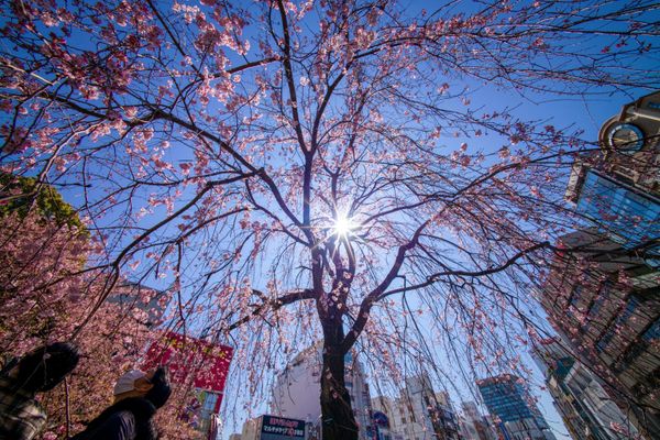 Sea of Pink and White: Japan Admires Early Cherry Blossoms. Sea of Pink and White: Japan Admires Early Cherry Blossoms. - Sputnik International