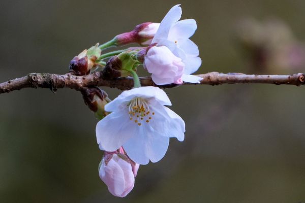 Sea of Pink and White: Japan Admires Early Cherry Blossoms. Sea of Pink and White: Japan Admires Early Cherry Blossoms. - Sputnik International