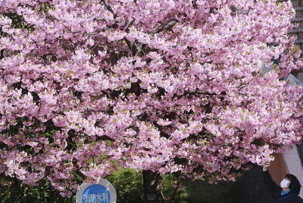 Sea of Pink and White: Japan Admires Early Cherry Blossoms. Sea of Pink and White: Japan Admires Early Cherry Blossoms. - Sputnik International