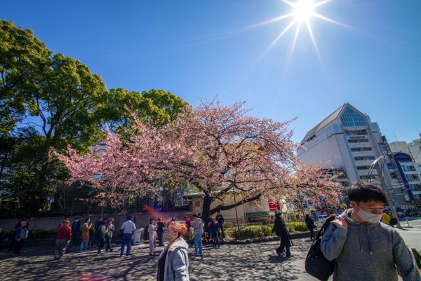 Sea of Pink and White: Japan Admires Early Cherry Blossoms. Sea of Pink and White: Japan Admires Early Cherry Blossoms. - Sputnik International