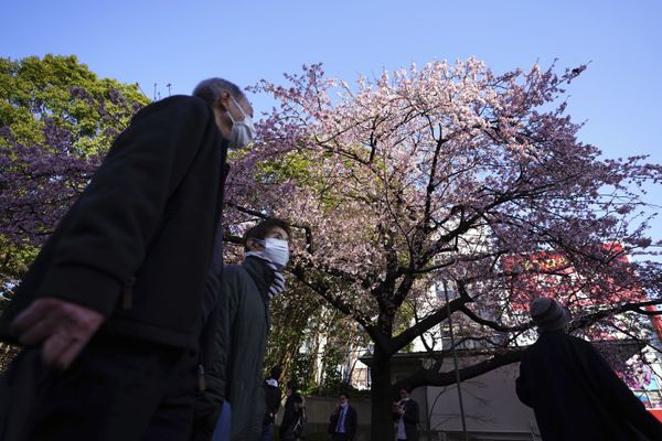 Sea of Pink and White: Japan Admires Early Cherry Blossoms. Sea of Pink and White: Japan Admires Early Cherry Blossoms. - Sputnik International
