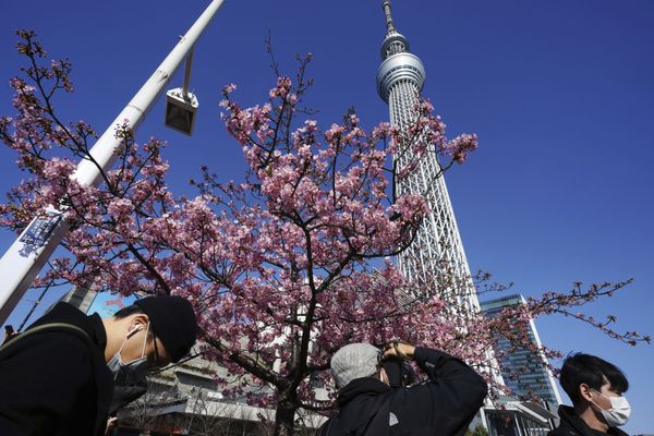 Sea of Pink and White: Japan Admires Early Cherry Blossoms. Sea of Pink and White: Japan Admires Early Cherry Blossoms. - Sputnik International