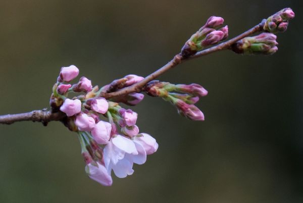 Sea of Pink and White: Japan Admires Early Cherry Blossoms. Sea of Pink and White: Japan Admires Early Cherry Blossoms. - Sputnik International