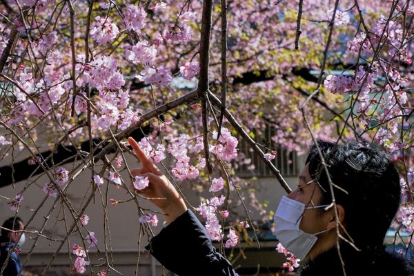 Sea of Pink and White: Japan Admires Early Cherry Blossoms. Sea of Pink and White: Japan Admires Early Cherry Blossoms. - Sputnik International