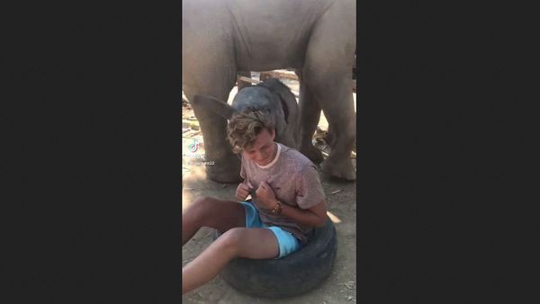 Elephants - Sputnik International