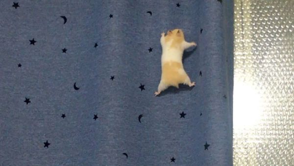 Hamster - Sputnik International
