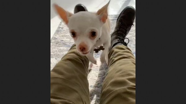 Dog - Sputnik International